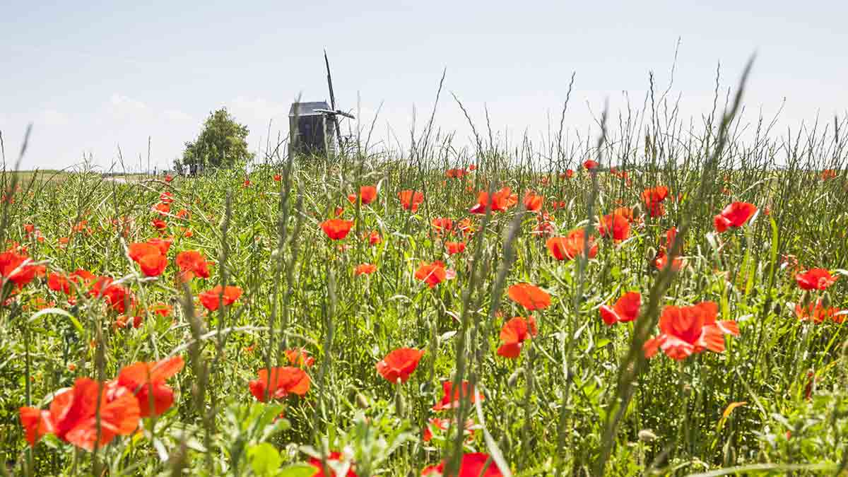 Poppies in Loire Valley