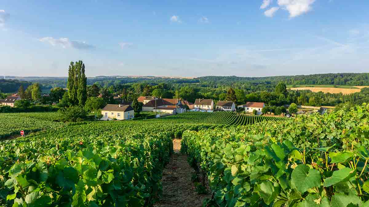 Champagne Vineyard in Reims, France