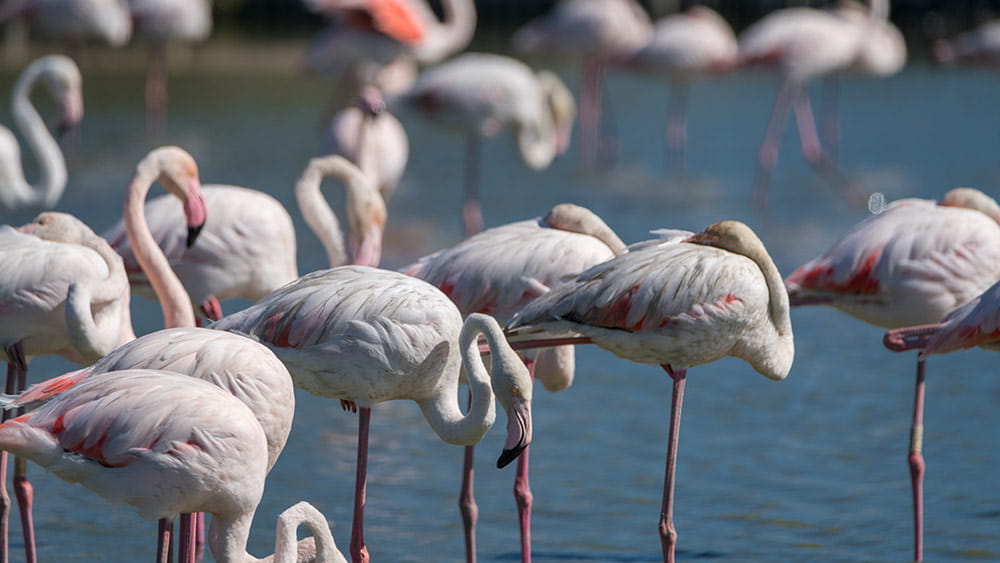 Flamingoes in Camargue