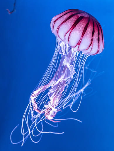 Jellyfish at Birmingham Sea Life Centre