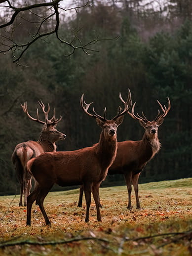 Stags at Chatsworth House