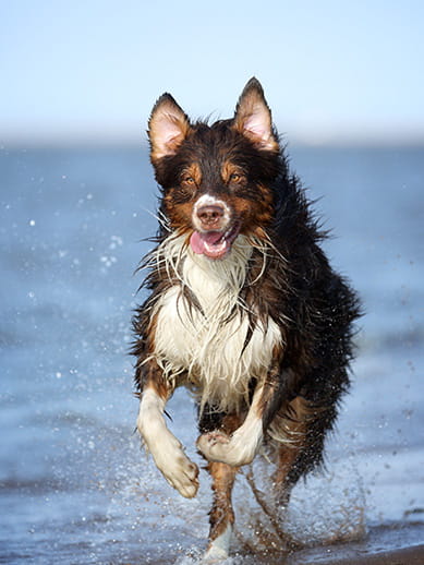 Dog friendly places in Inverness