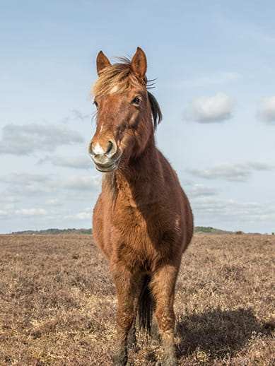 New Forest Pony near Southampton