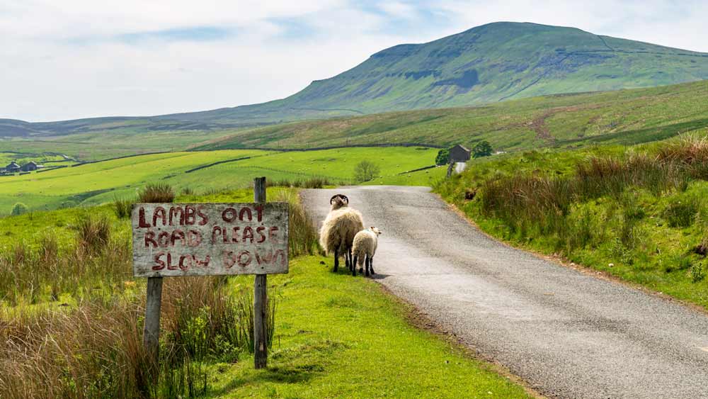 Que Faire dans le Yorkshire Guide de Voyage P&O Ferries