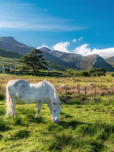 Connemara Pony in Galway