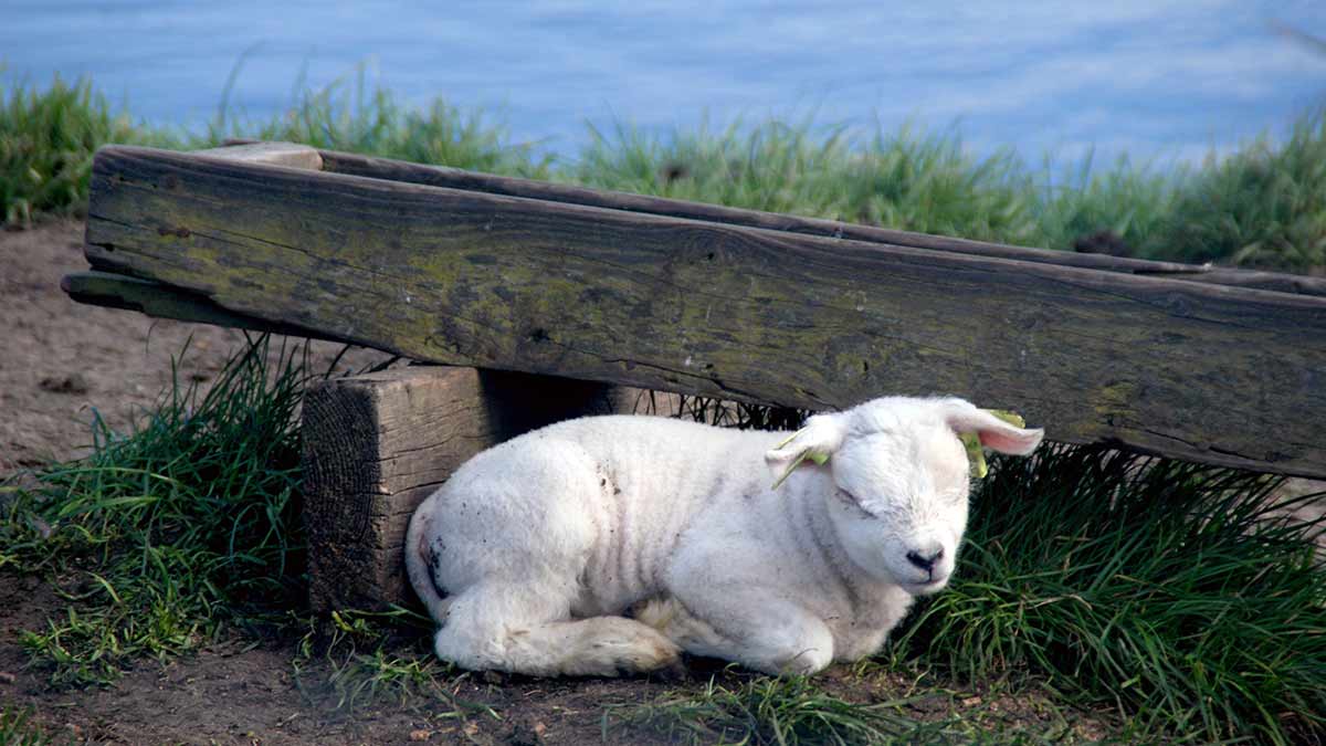 Lamb in Texel, Netherlands