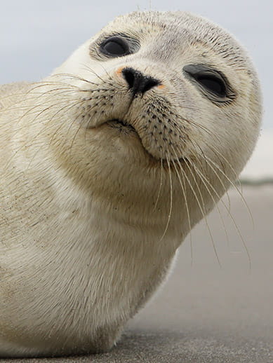 A seal in Texel