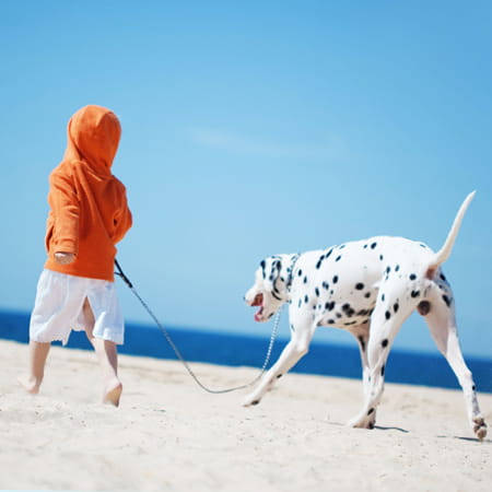 Taking your pets on holiday