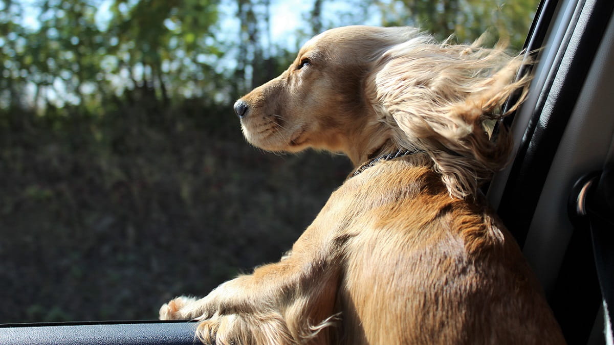 Take a ferry to France with your dog.