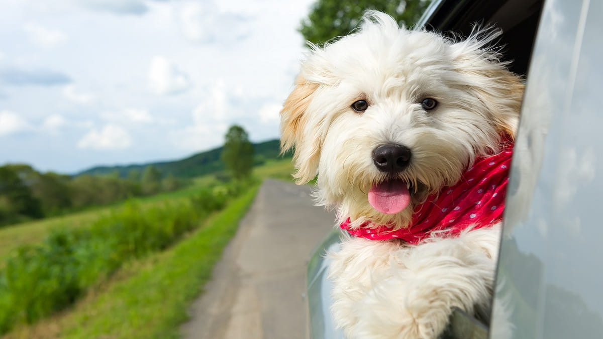 Taking a ferry to Scotland with a pet