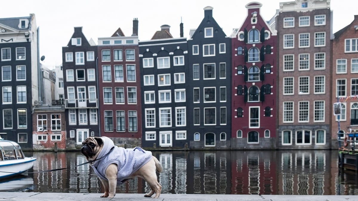 Taking a pet to Holland - Amsterdam