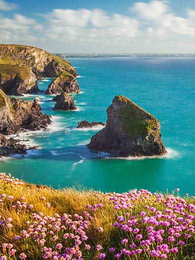 Blumen an einer Küstenklippe in Cornwall, England
